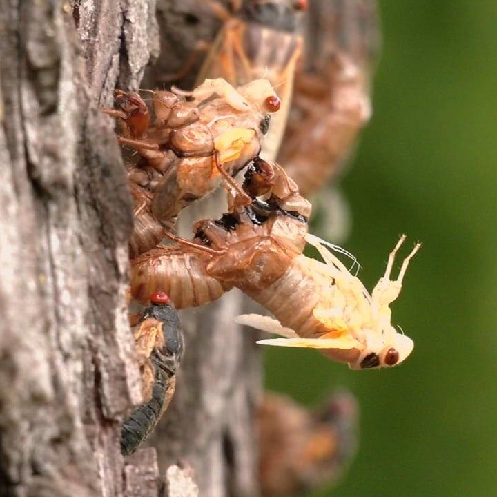 Cicadas begin emerging in Kentucky after 17-year wait